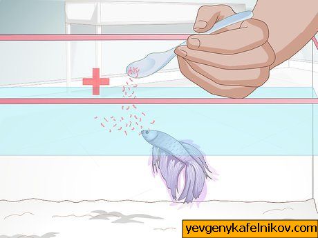 Imagen titulada Feed a Betta Fish Step 5