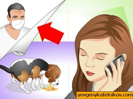 Bild mit dem Titel Cure a Dog