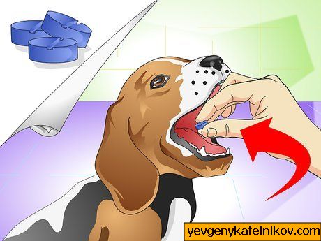Bild mit dem Titel Cure a Dog