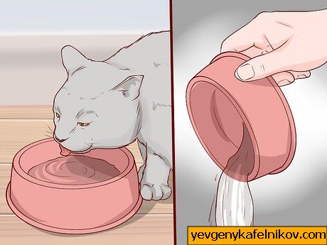 Bild mit dem Titel Pflege für eine britische Kurzhaarkatze Schritt 10