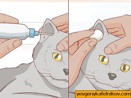 Bild mit dem Titel Pflege für eine Britisch Kurzhaarkatze Schritt 6