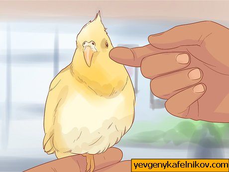 ตั้งชื่อภาพ Keep Your Cockatiel Happy Step 10