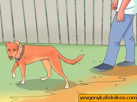 Image intitulée Train a Dog Step 29