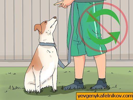 Image intitulée Train a Dog Step 48