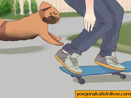 Bild mit dem Titel Übung mit Ihrem Hund Schritt 16