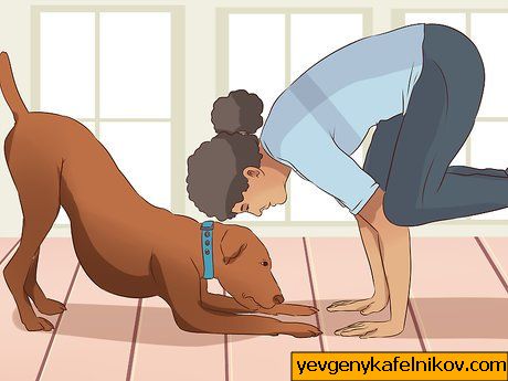 Bild mit dem Titel Übung mit Ihrem Hund Schritt 17