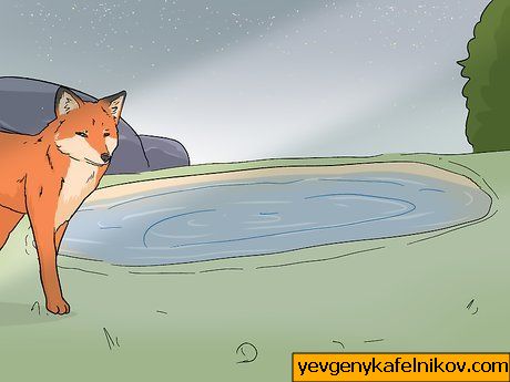 Bilde med tittelen Attract Foxes Step 14