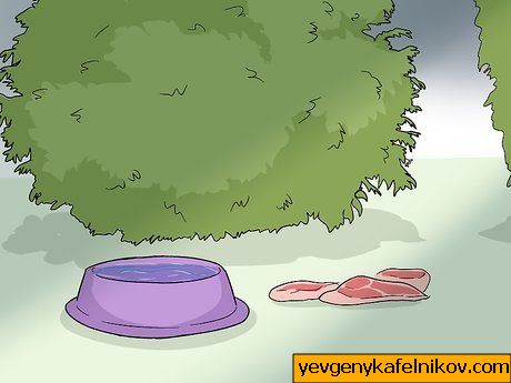 Bilde med tittelen Attract Foxes Step 5