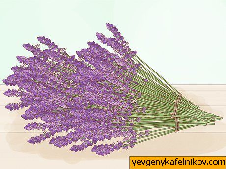 Harvest Lavender Step 4 이미지