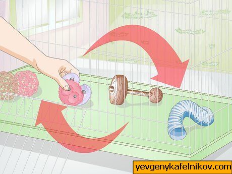 Εικόνα με τίτλο Exercise Your Guinea Pig Step 5