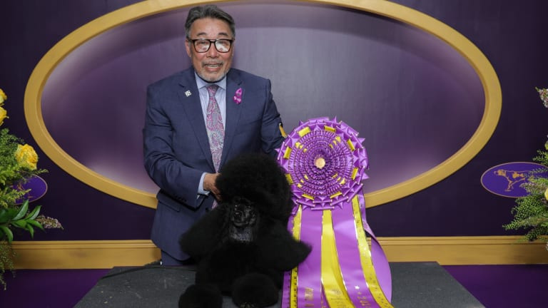 Innan Sage ledde Hosaka en annan minipudel till första plats 2002.