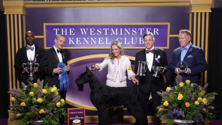 Den första upplagan av Westminster Kennel Club Dog Show hölls 1877.