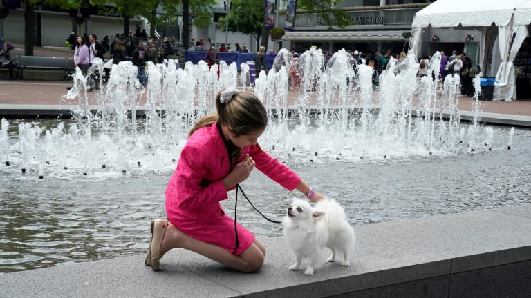 Westminster Kennel Club Dog Show är det näst längsta kontinuerligt arrangerade sportevenemanget i USA.