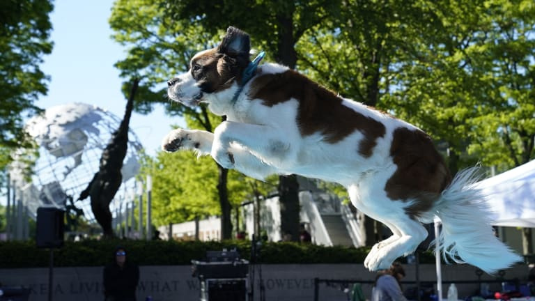 Det finns inga kontantpriser, men vinnare av agility och lydnad kan rikta en Westminster-donation på 000 till en träningsklubb eller till American Kennel Club Humane Fund.