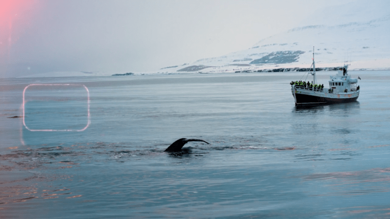 Observation des baleines en Islande.